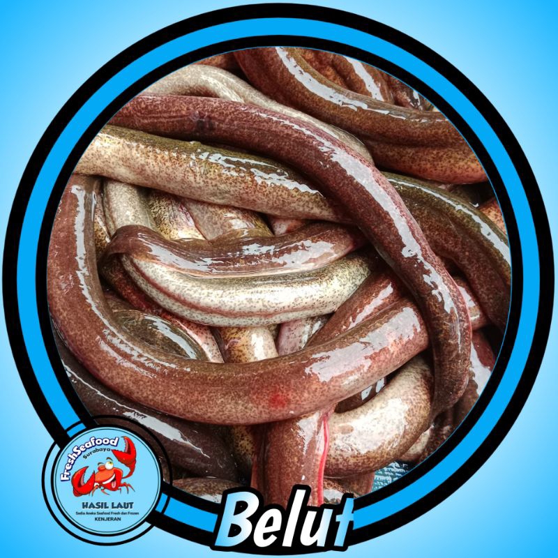 

BELUT SEGAR 1kg