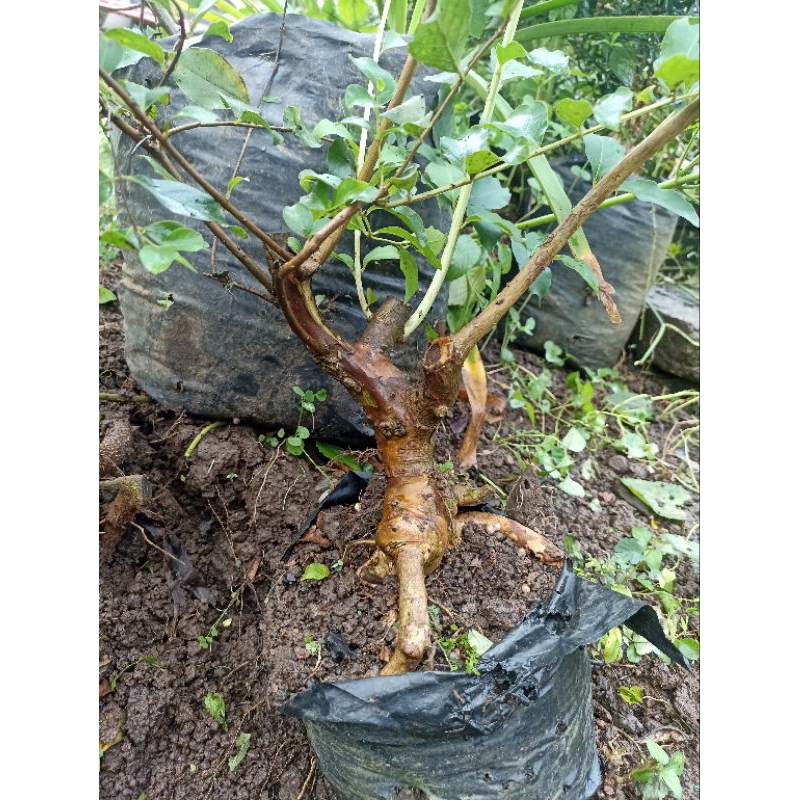 Bahan Bonsai Sakura Bunga Putih Langka