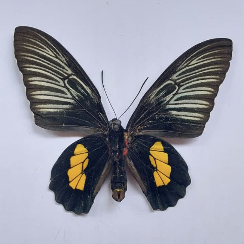 KUPU KUPU ASLI| AWETAN KUPU KUPU BANTIMURUNG| HIASAN KUPU KUPU|