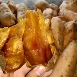 

UBI BAKAR CILEMBU MATANG(OVEN) 1/2KG UBI/UBI JALAR