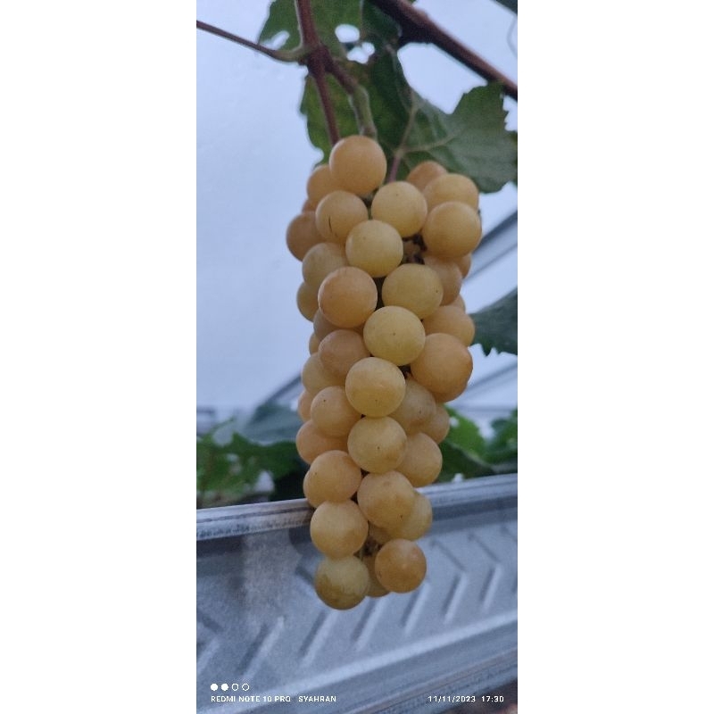 anggur impor shine muscat korea