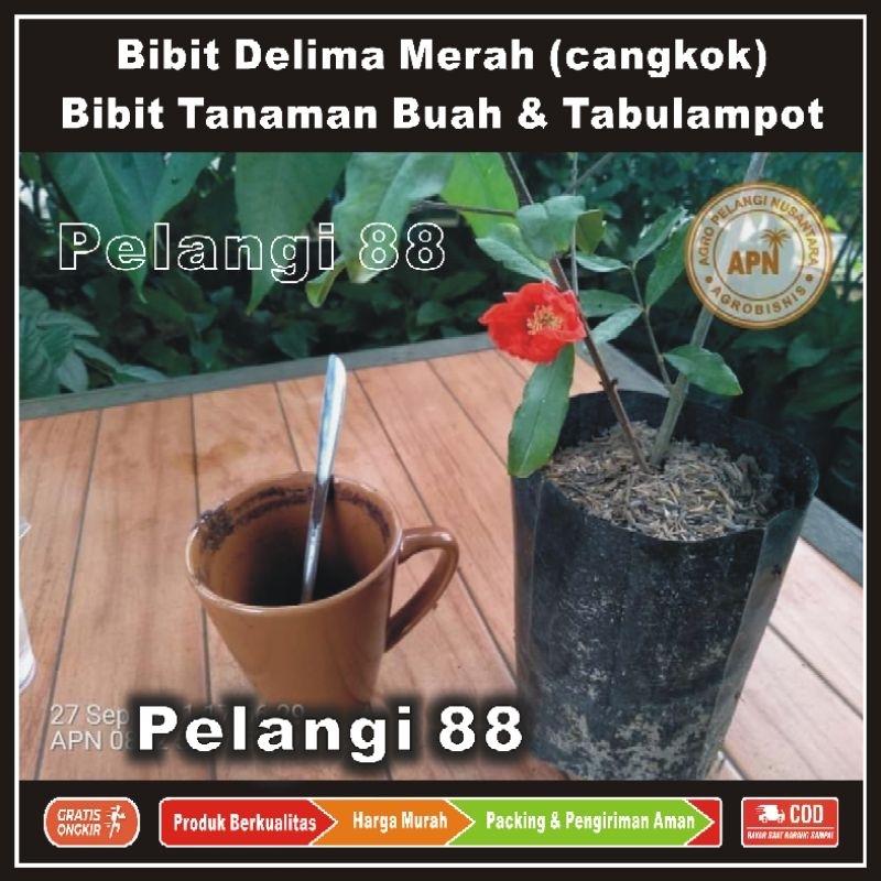 Bibit Delima , Bibit Tanaman Buah Delima , Bibit Tanaman Buah & Tabulampot , Delima