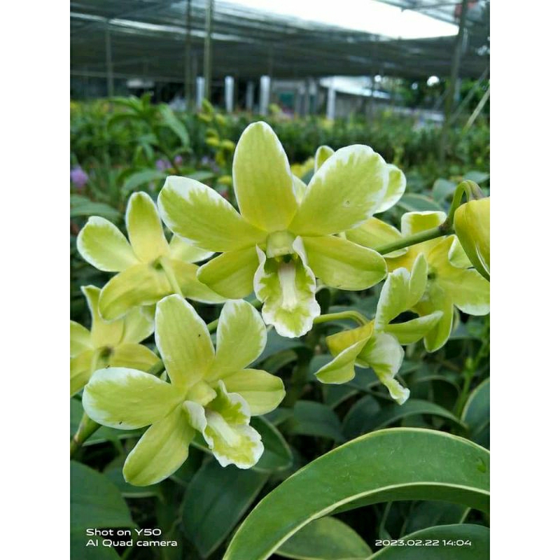 anggrek varigata burana green varigated spike knop+pot angrek varigata bunga hijau putih Niming tana