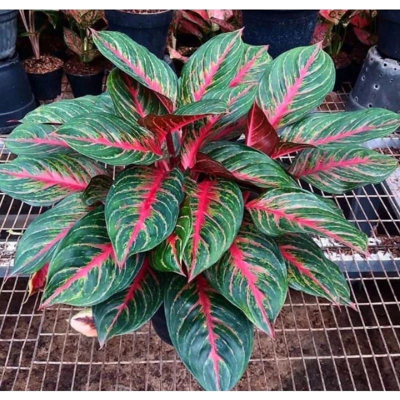 aglonema red borju dewasa 6-8daun promo murah