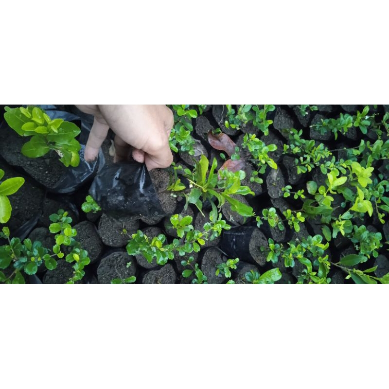 bibit tanaman hias hidup hokianti/ hokiantea murah bahan bonsai mame murah cantik beli 4 gratis 1
