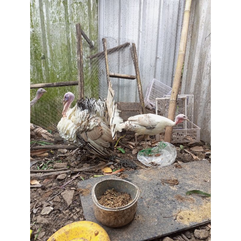 kalkun jantan belajar kawin