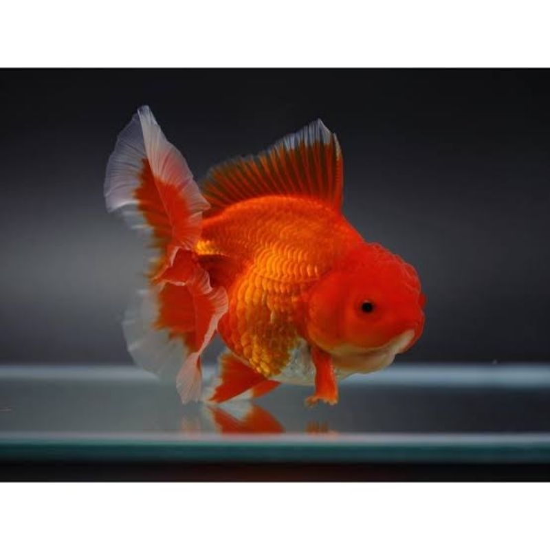promo murah ikan koki Oranda merah putih isi 5 untuk mempercantik akuarium