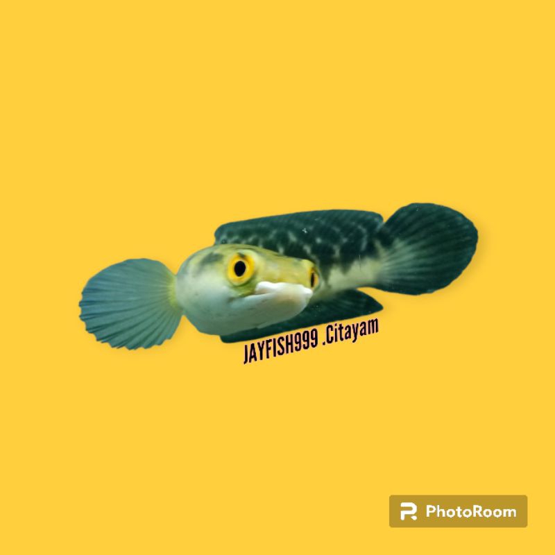 yellow Sentarum 12cm