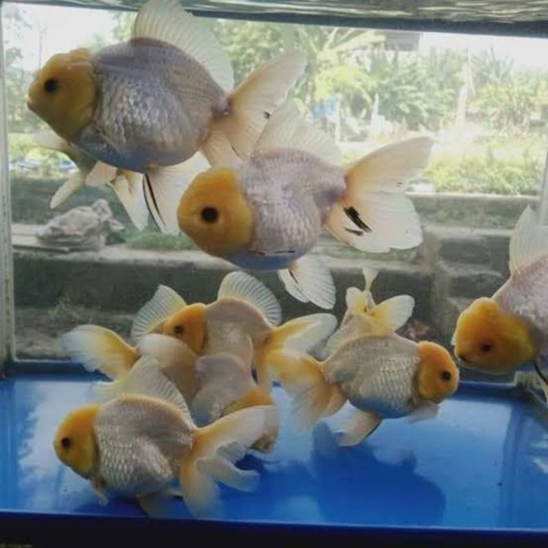 Koki Oranda putih isi 3 & 5 hiasan akuarium