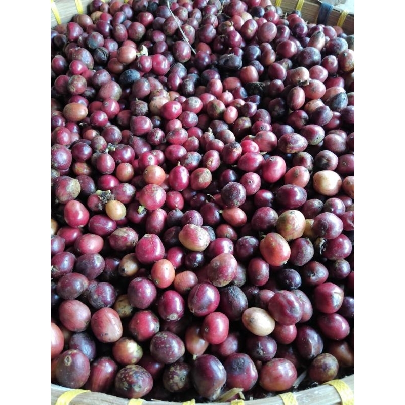 

BIJI KOPI KHUSUS MERAH EXELSA