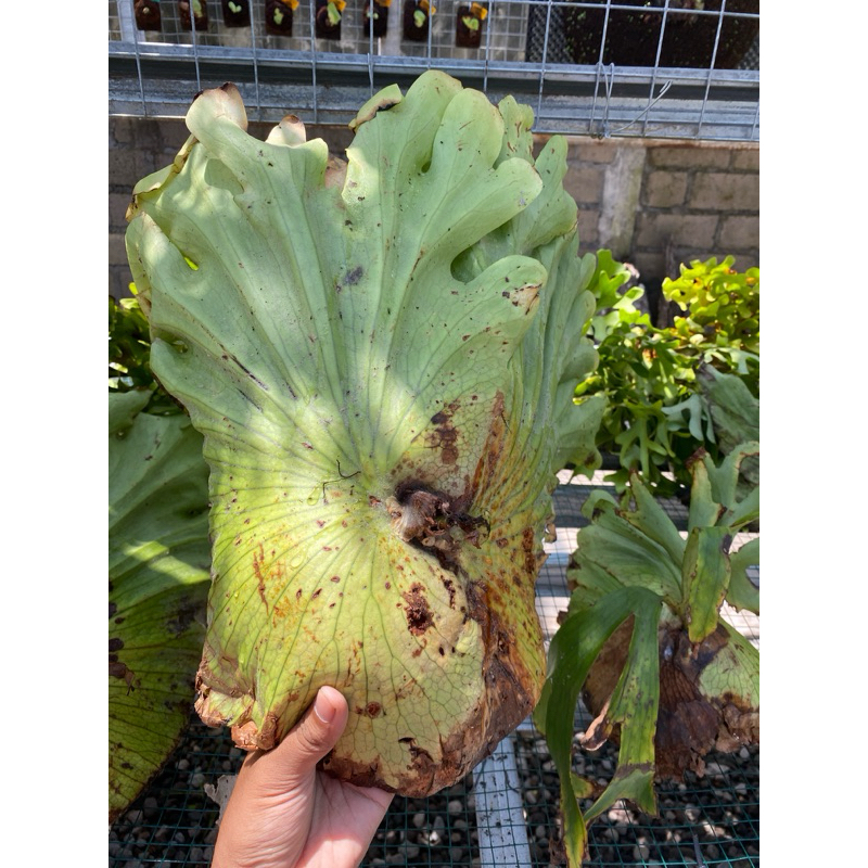 Platycerium Coronarium P harga Ekonomis 250k