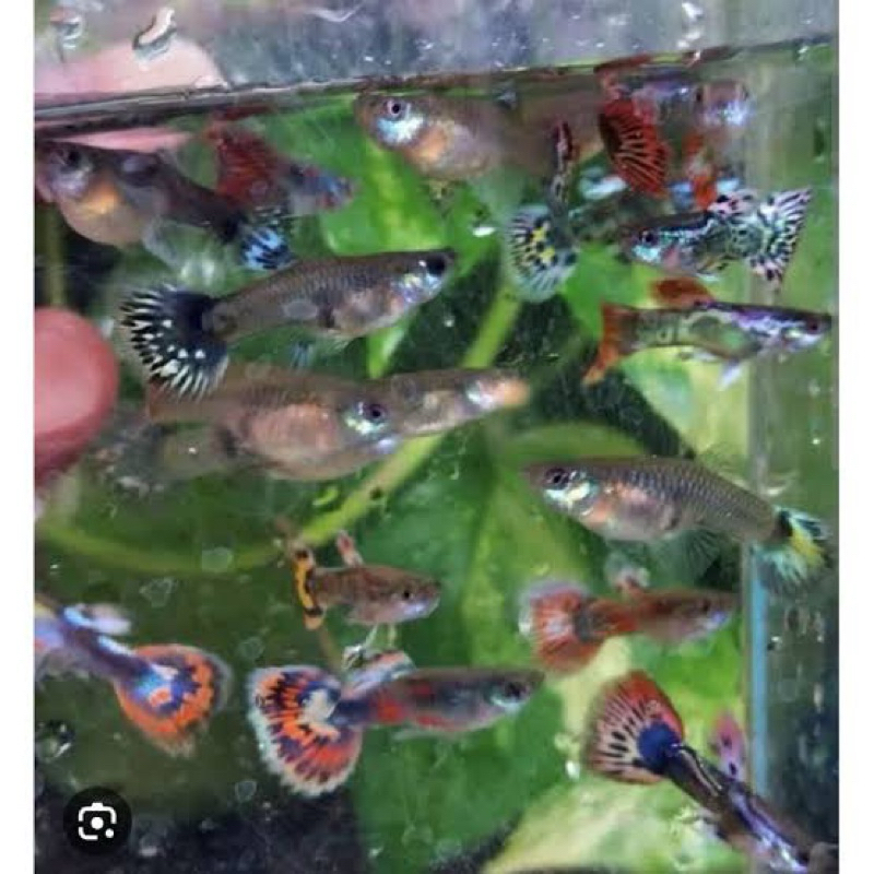 

gambo (ikan guppy cendolan 1box isi 5pasang/5Jdan5B)