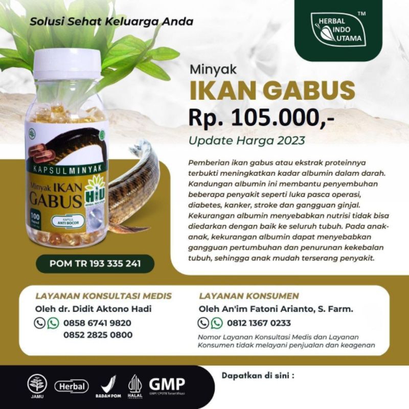 minyak ikan gabus