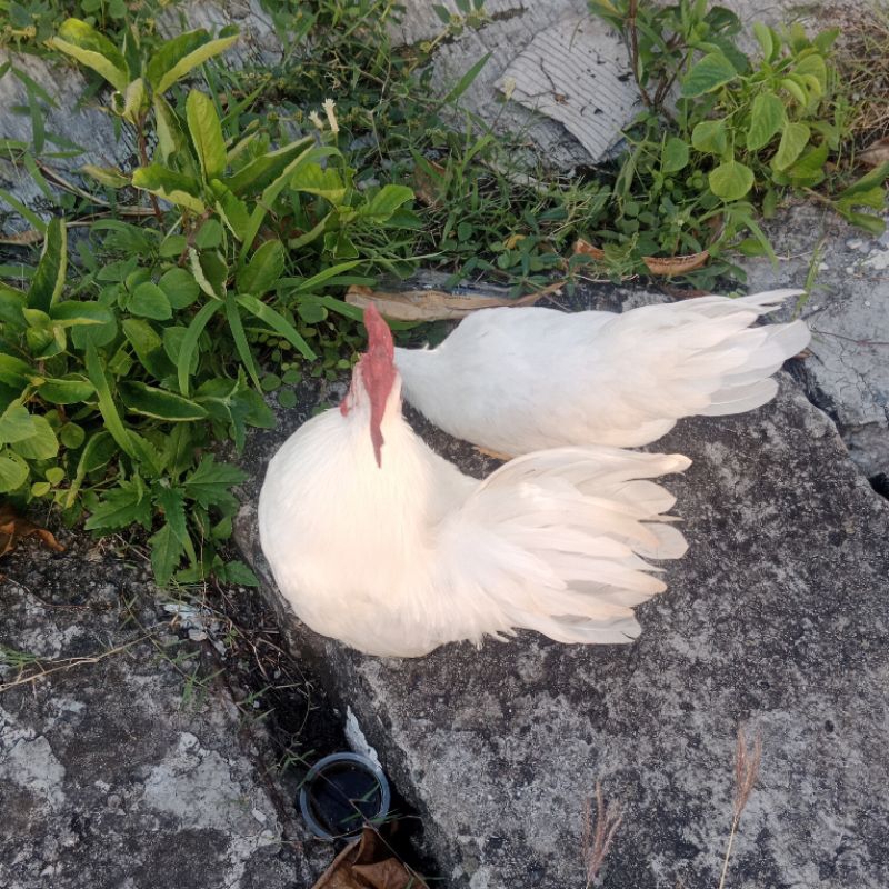 Sepang Ayam Kate putih