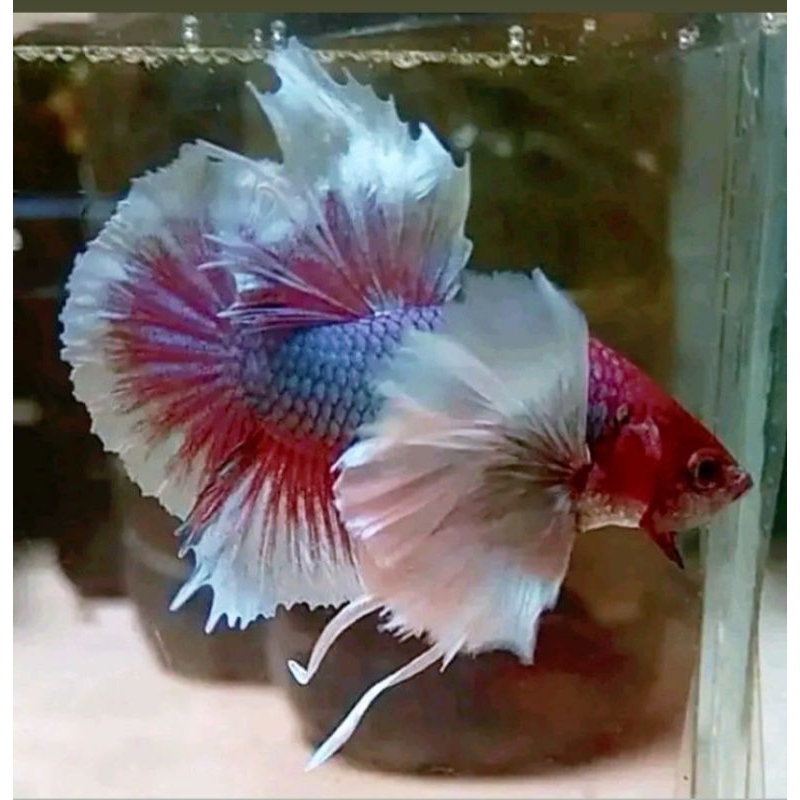 ikan cupang plakat lavender dumbo ear