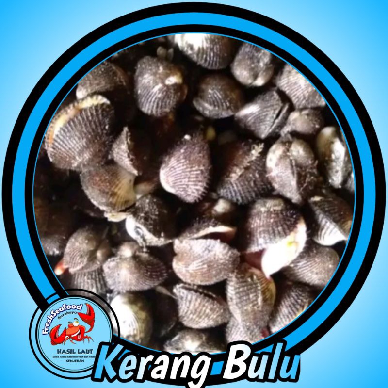 

Kerang bulu segar