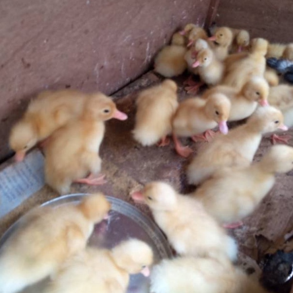 Kebahagiaan Berbelanja Virtual Bibit bebek peking  dod bebek peking  anak bebek peking