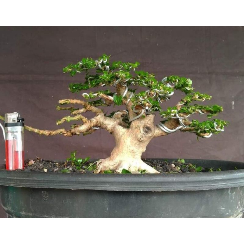 bonsai sancang mame program