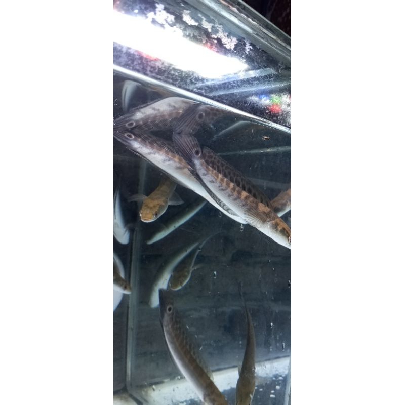 MARU BORNEO SIMET 11-14CM