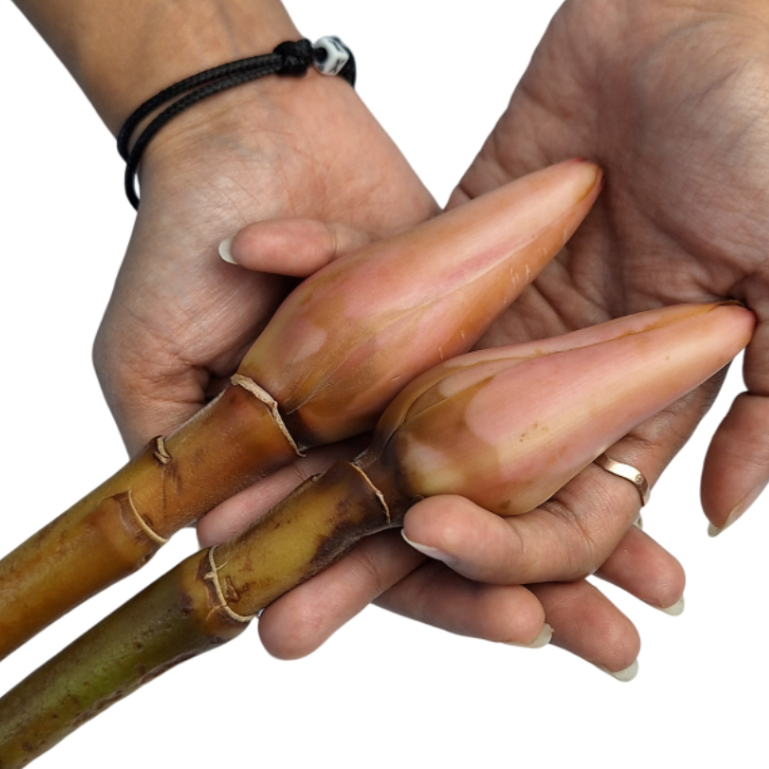 KECOMBRANG/ BUNGA KECOMBRANG/ HONJE 1 PCS