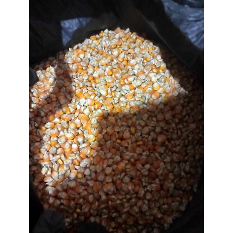

jagung sedang