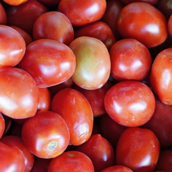 

TERMURAH Tomat Segar 5 gr