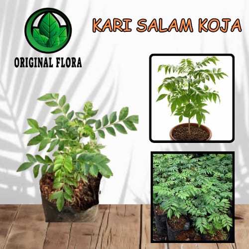 Bibit Tanaman Daun Kari Daun Salam Koja