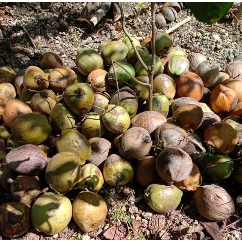 

Kelapa utuh perbiji