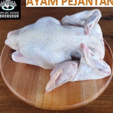 

COD NEWPRODUCT Ayam Pejantan berat hidup bersih komplit
