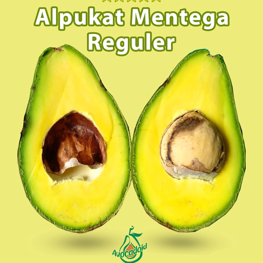 

KODE 77 Alpukat Mentega Reguler Bergaransi