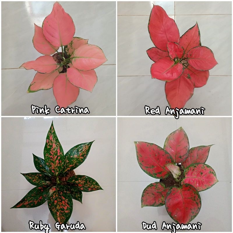 Bunga aglonema paket 4 jenis