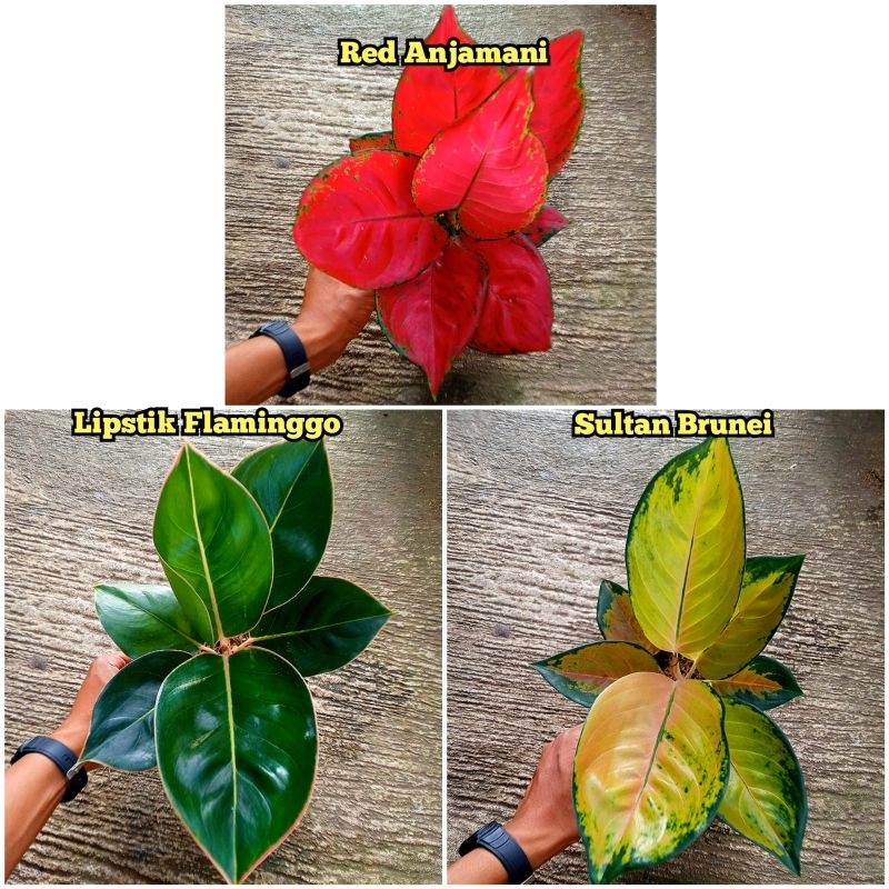 Bunga aglonema paket 3 jenis