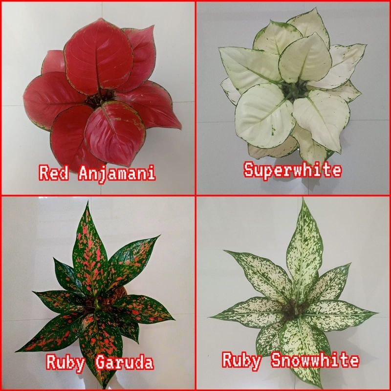 Bunga aglonema paket 4 jenis