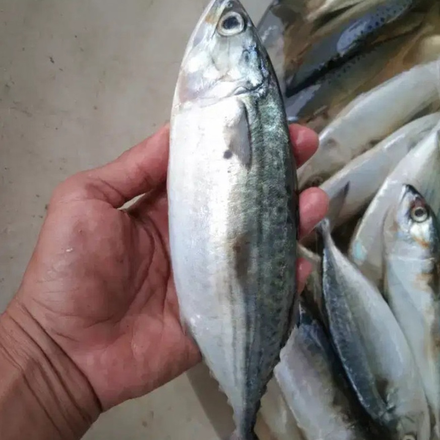 

HWL897 Free Ongkir ikan kembung kemasan 1kgikan lautkembung