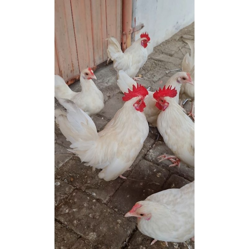 ayam kate bibit putih sehat lincah(hanya jantan yg ready ya kak)