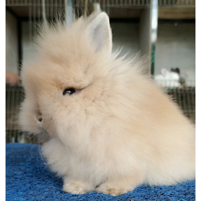 Kelinci mini LH Lion Head