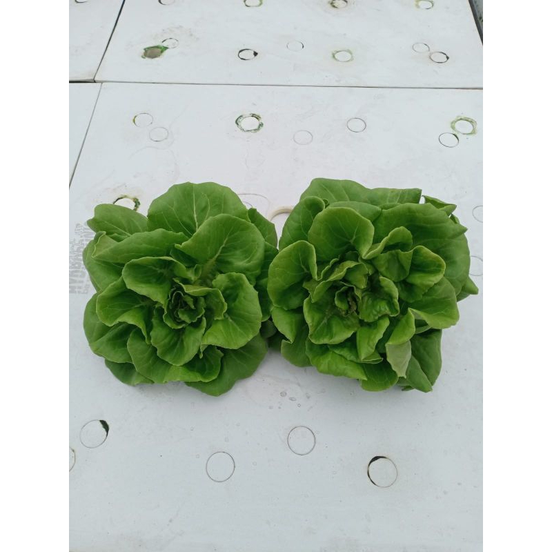 

Selada Butterhead - Hidroponik