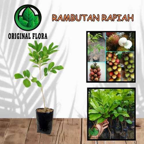 Bibit Rambutan Rapiah Pohon Rambutan Bibit Buah Rambutan Rapiah