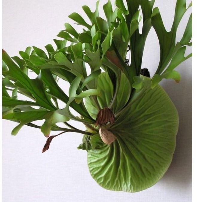 Tanaman hias platycerium ridleyii