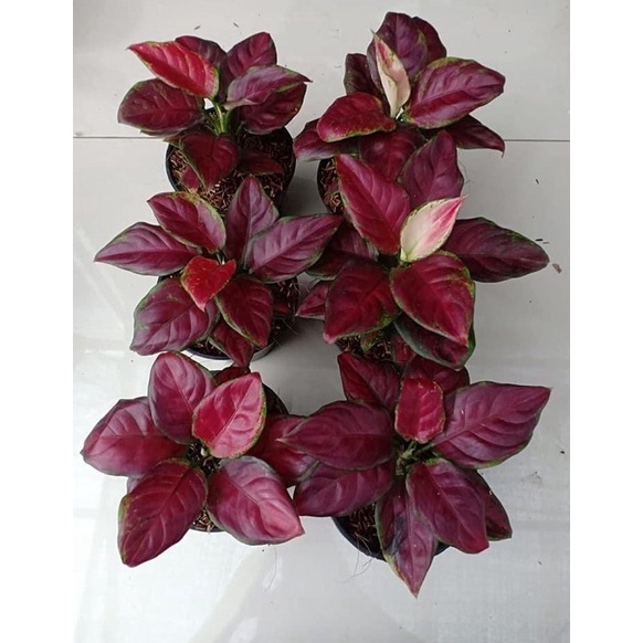 READY BLACK MAROON  Tanaman Hias Aglonema  Aglaonema