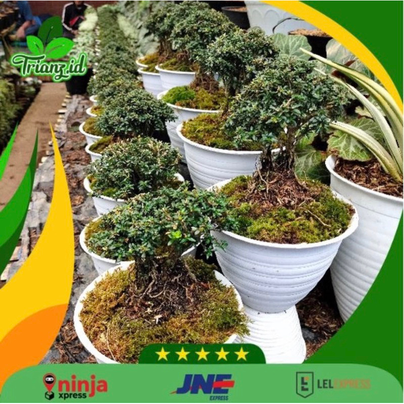 bonsai seribu bintang + pot tawon isi 50 pcs