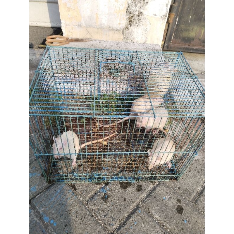 tikus putih rat medium pakan reptile