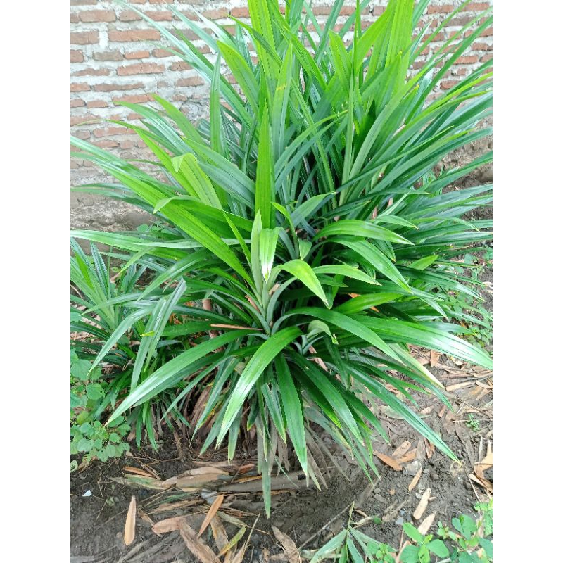 

Daun pandan