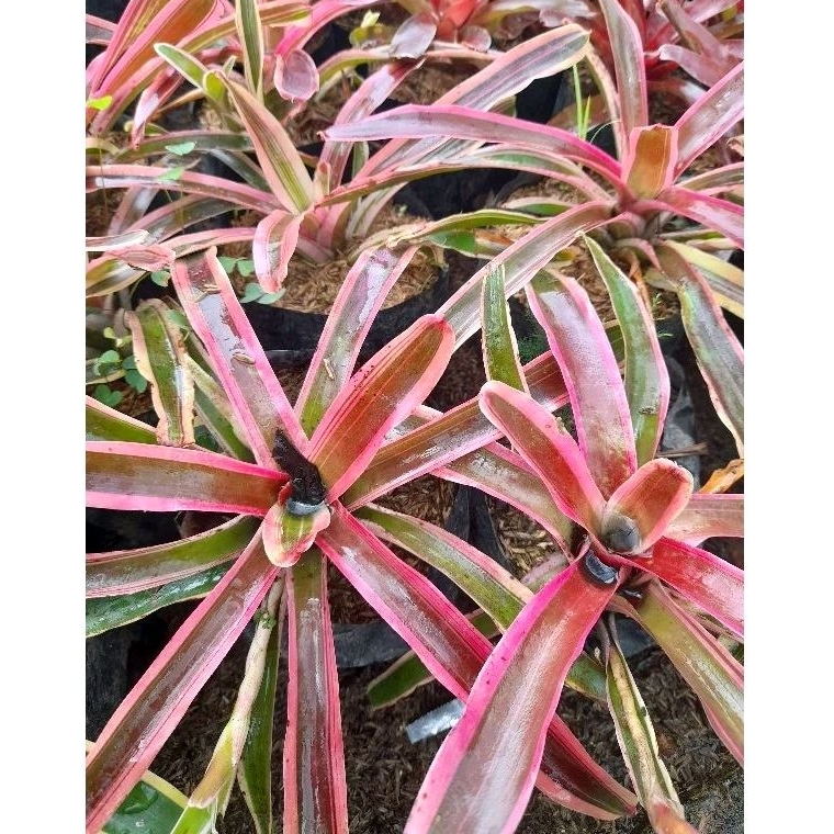 Tanaman Bromelia Mini Neoregelia / Bromelia Pink Mini / Bromelia Mini Pink / Bromelia Annick Pink / 