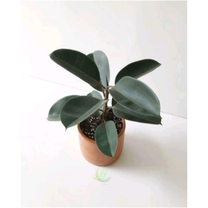 TANAMAN HIAS TERMURAH POHON KARET KEBO - POHONAN KARET KEBO TERMURAH-KARET KEBO