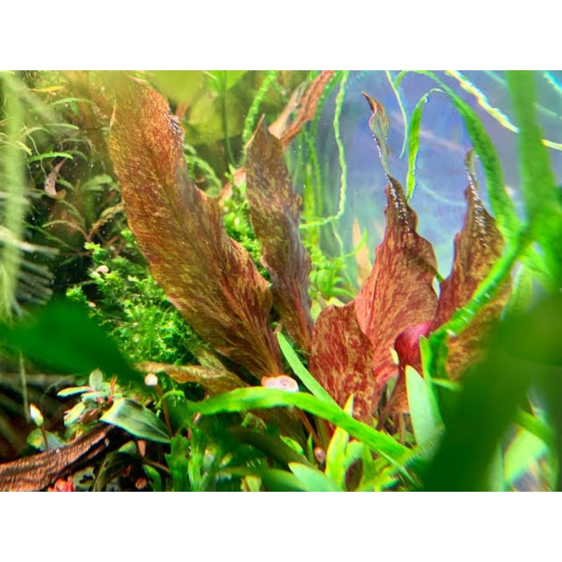 Echinodorus Purpurea