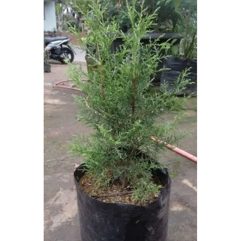 tanaman hias murah Cemara Rentes - pohon cemara hidup cemara rentes