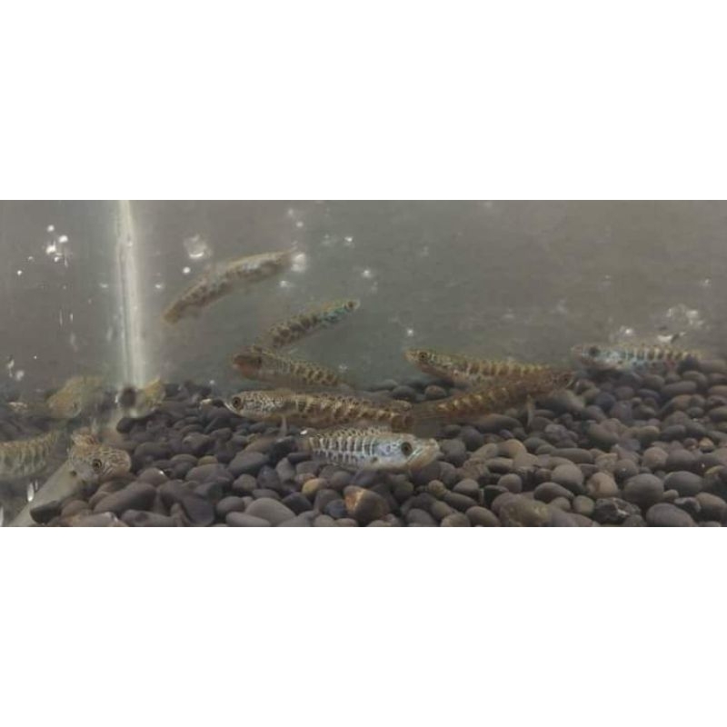 channa auranti paket 10 grade A gondrong