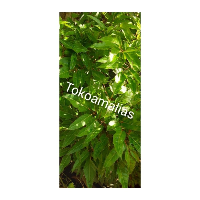 

Daun cakra cikri segar 100 gram