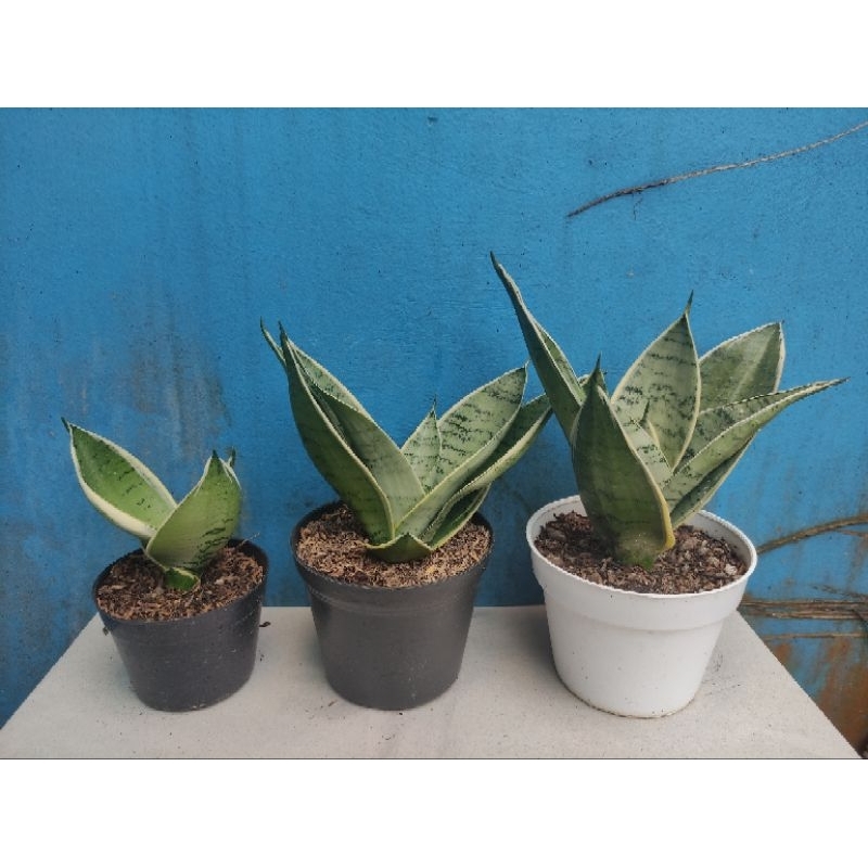 Sansivera Hahnii Cream